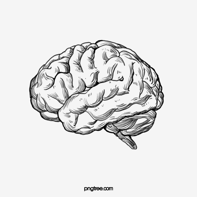 640x640 Sketch The Human Brain, Sketch Vector, Human Vector, Brain Vector