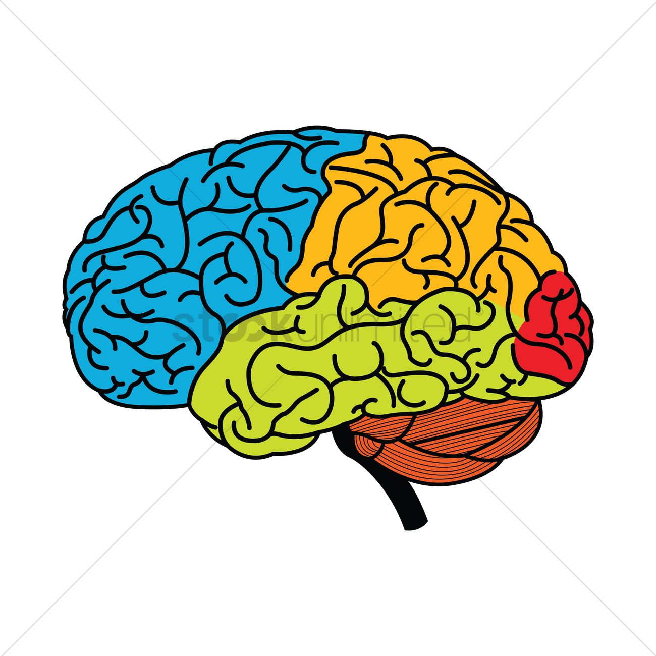 1300x1300 Human Brain Vector Image