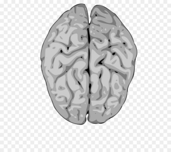 350x311 Nervous System