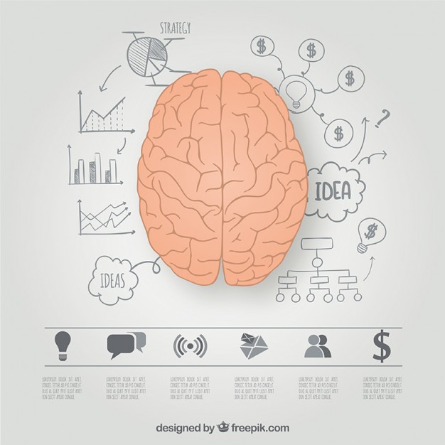 626x626 Brain Hemispheres Graphic Vector Free Download
