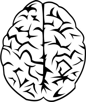 341x402 Brain Vector Free Icons Png