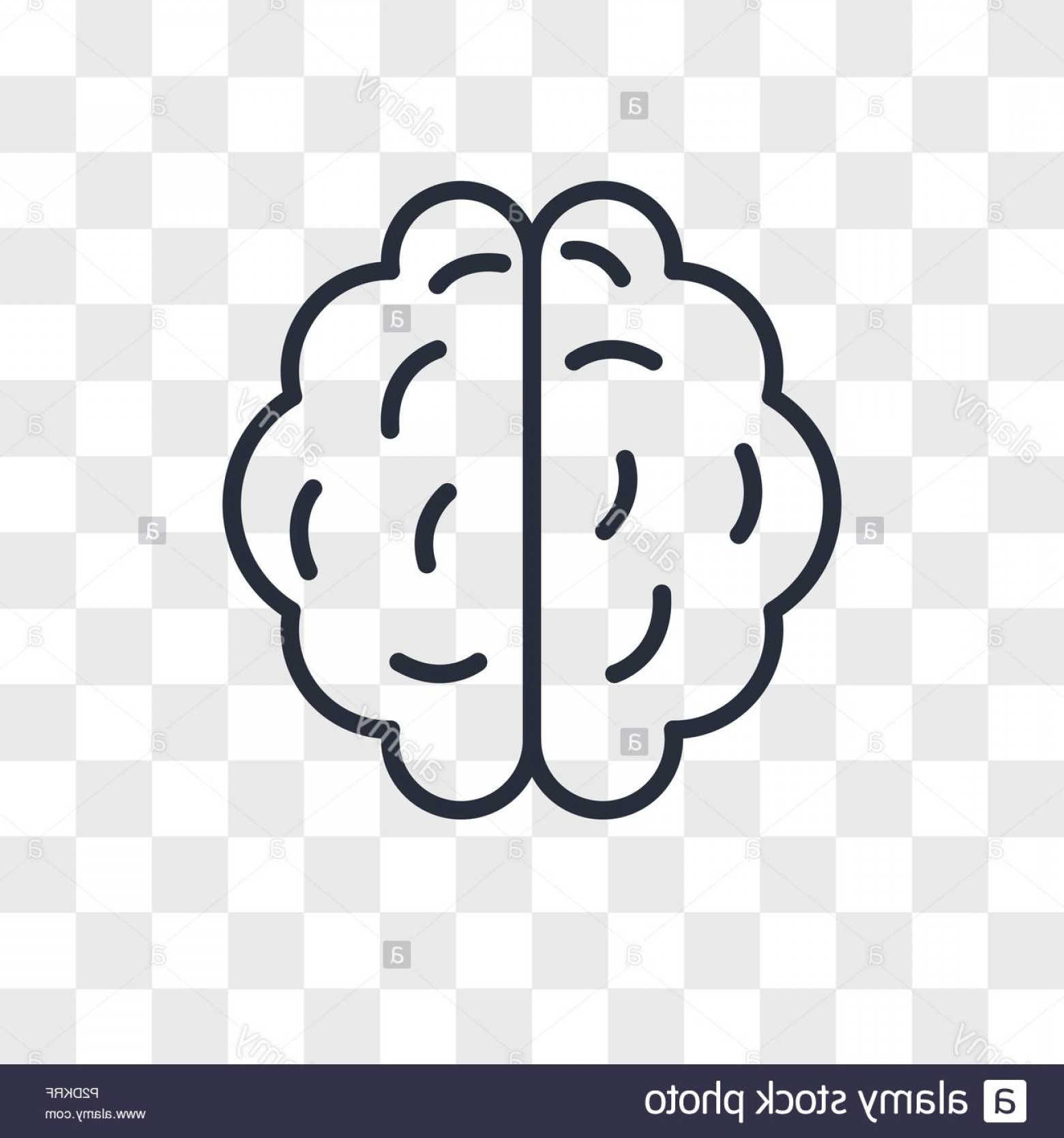 1560x1668 Brains Front View Icon Vector Handandbeak