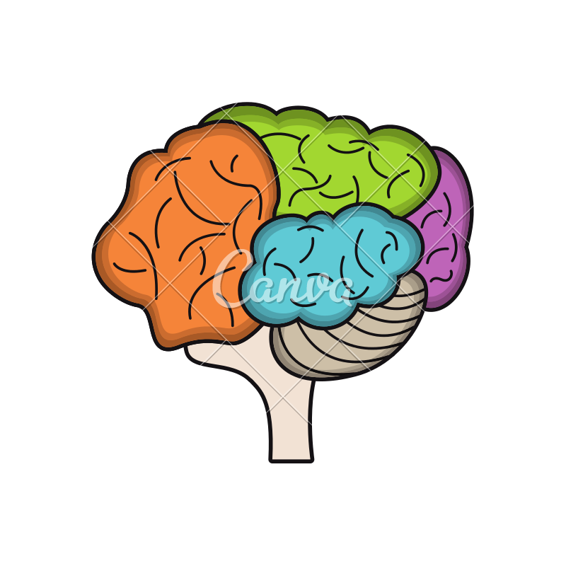 800x800 Colorful Brain Vector
