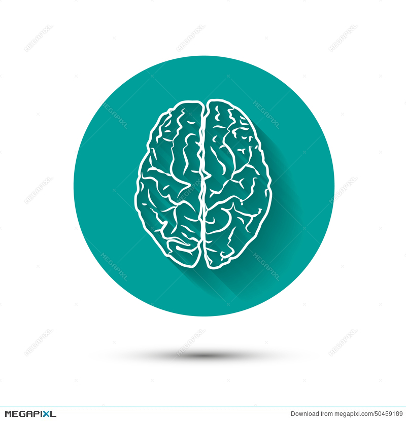 800x830 Human Brain Vector Icon Flat Illustraton With Illustration