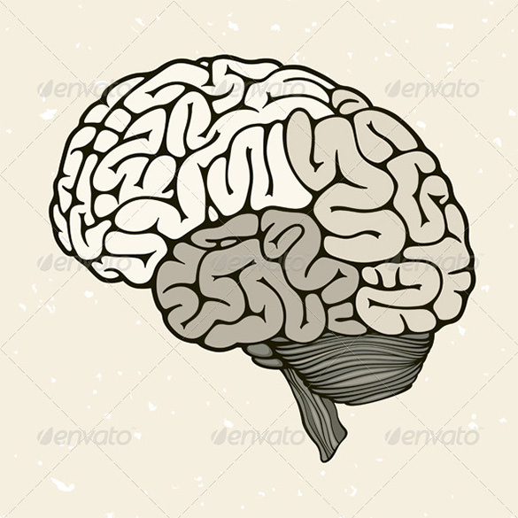 Brain Vector Image