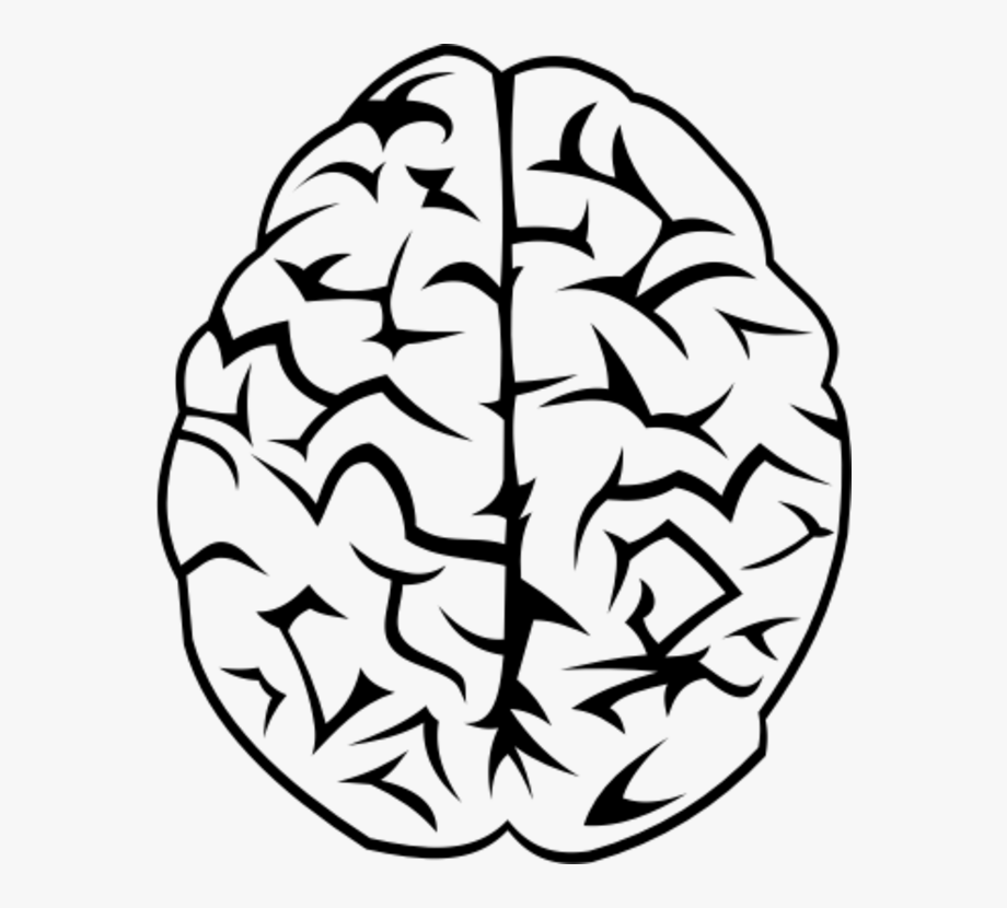 920x830 Brain Vector Png