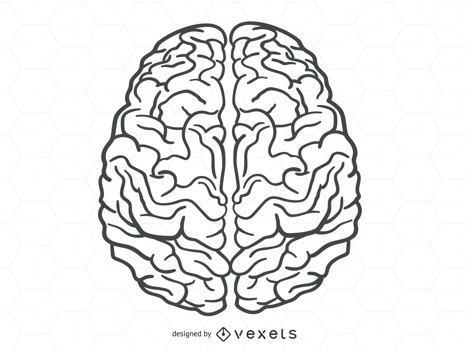 1600x1201 Human Brain Vector