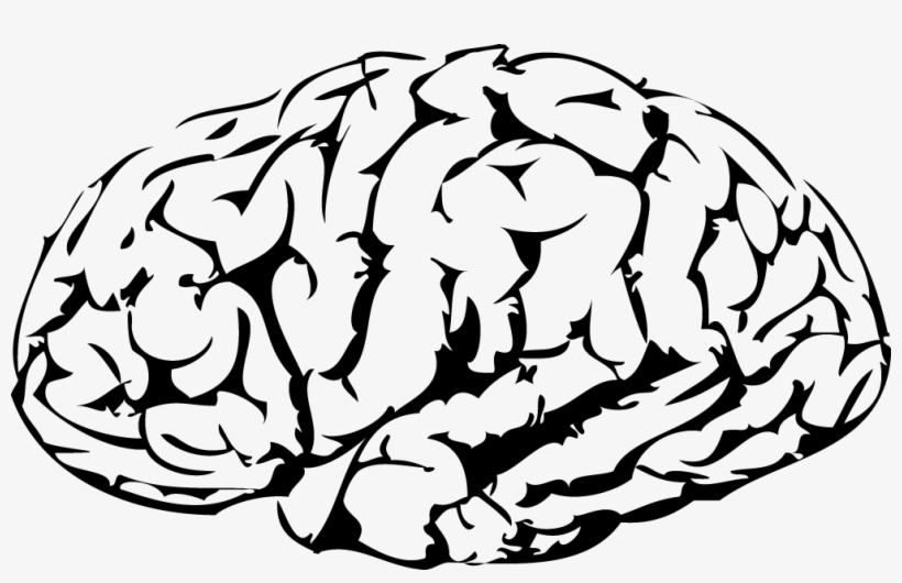 Brain Vector 820x530 Brain Vector