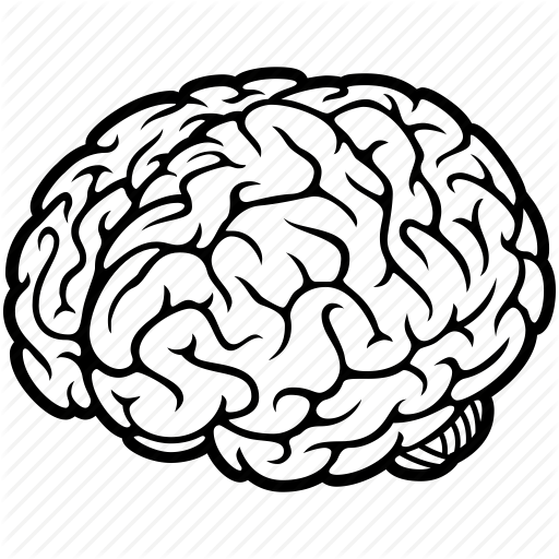 Brain Vector Png 512x512 Brain Vector Png