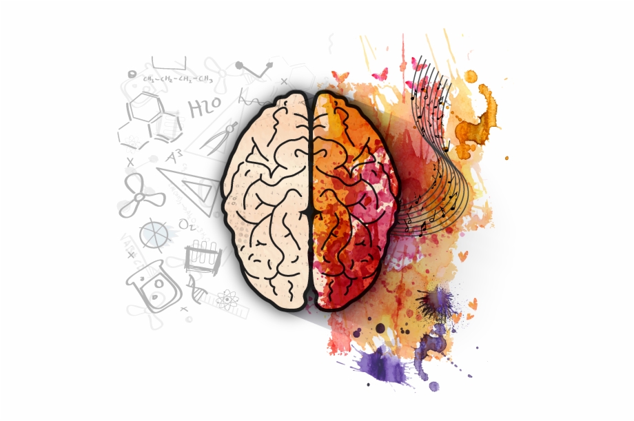 Cerebro Vector Brain 920x611 Cerebro Vector Brain
