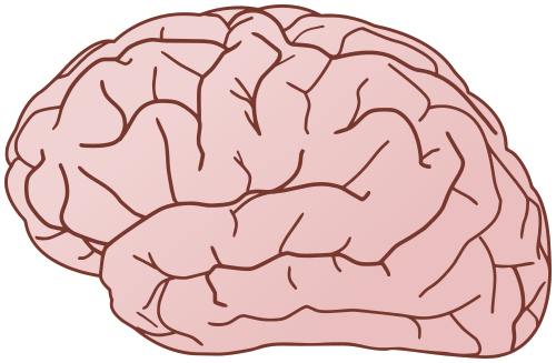 Brain Vector 500x327 Brain Vector