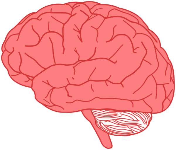 Brain Vector Pink 600x512 Brain Vector Pink