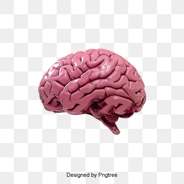 Brain Png, Vector, And Clipart With Transparent Background 360x360 Brain Png, Vector, And Clipart With Transparent Background