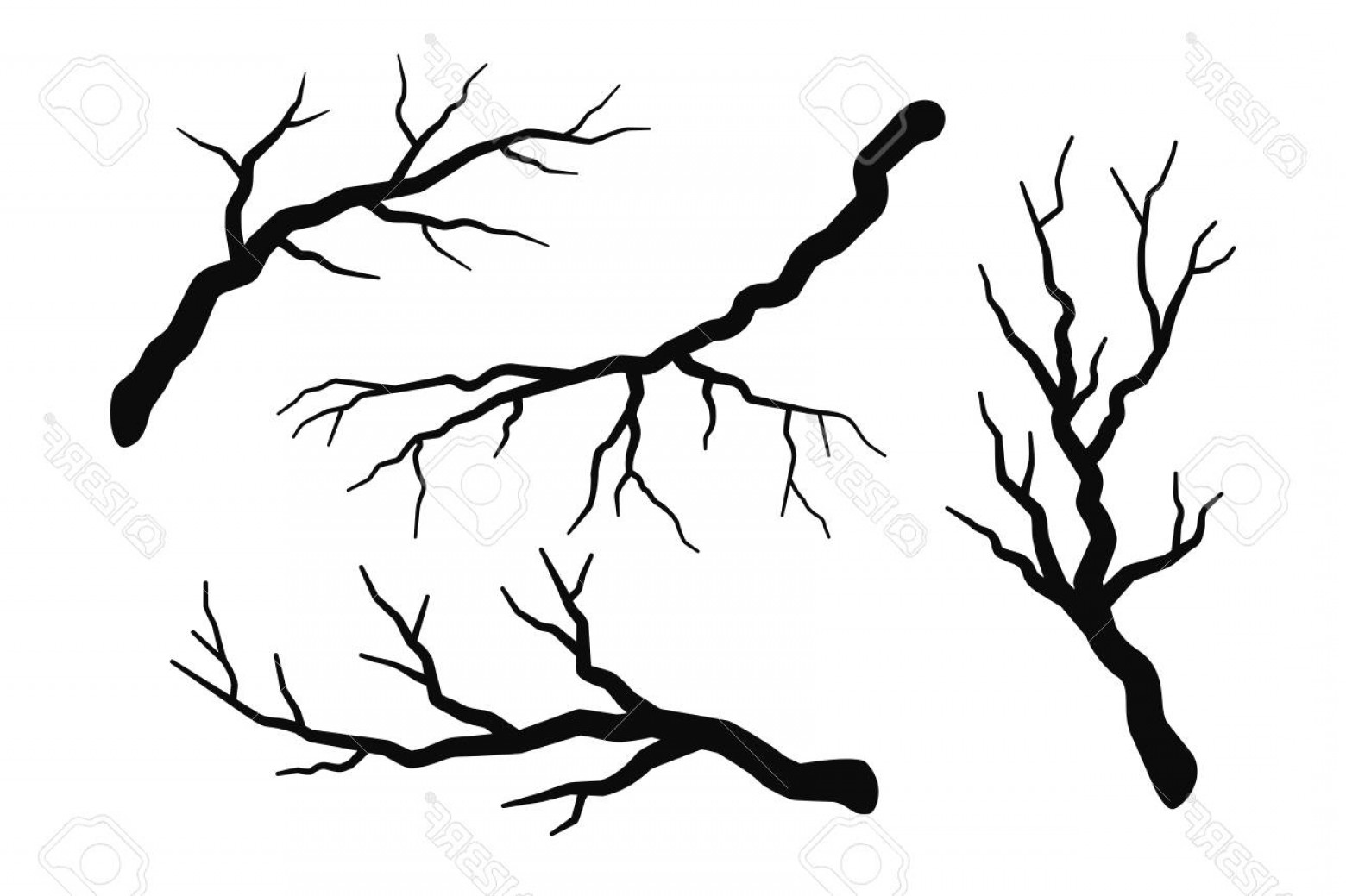 1560x1039 Tree Branch Vector Cqrecords