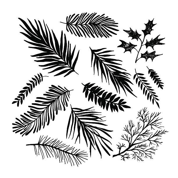 612x612 Ink Illustration Collection Of Plants Isolated On White