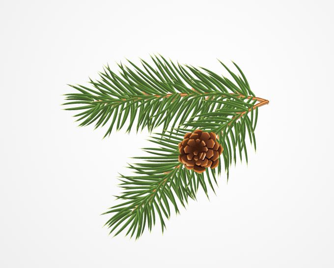 680x545 Pine Or Christmas Tree Branch With A Cone Vector