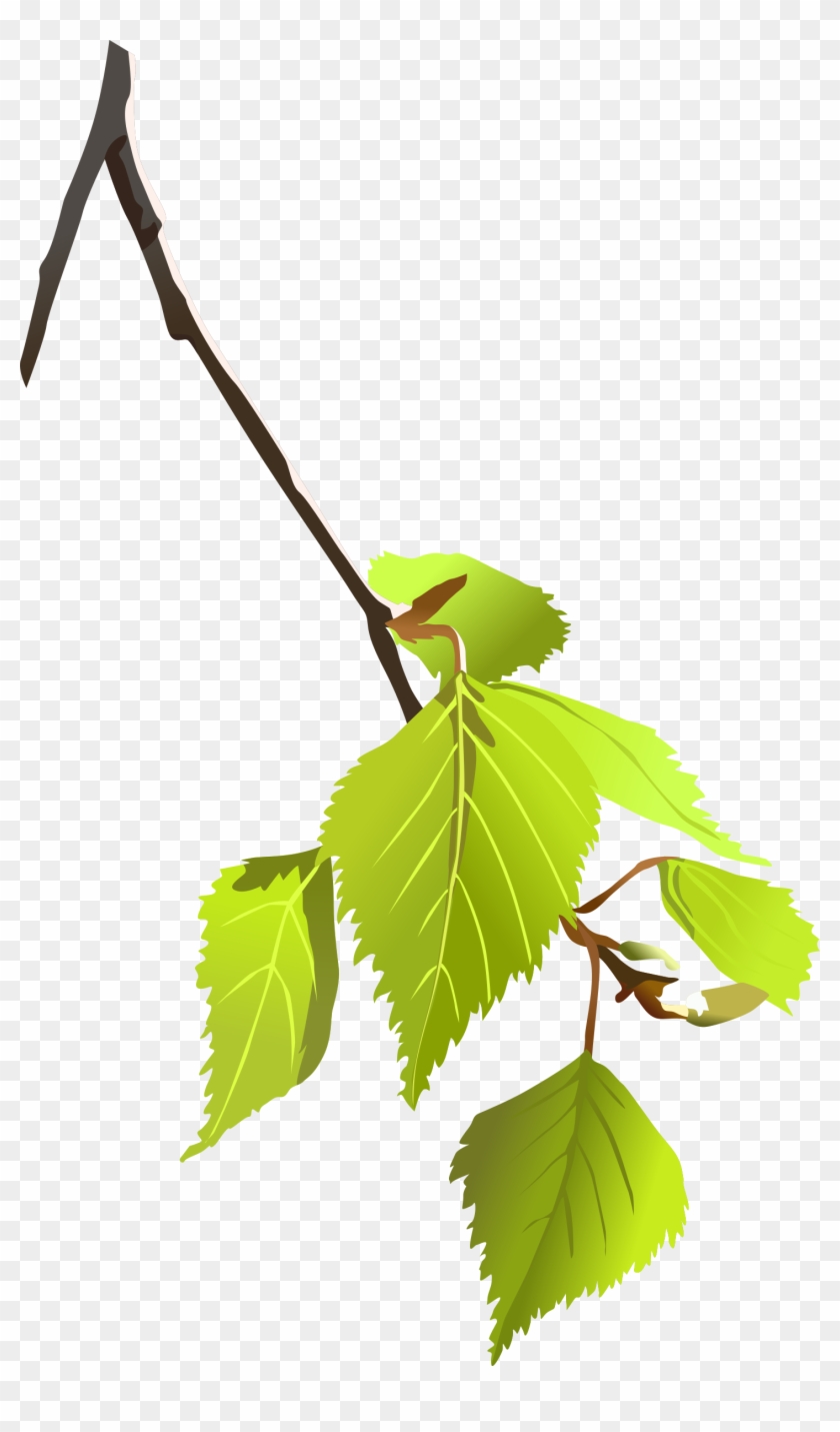 840x1431 Birch Tree Branch Clipart