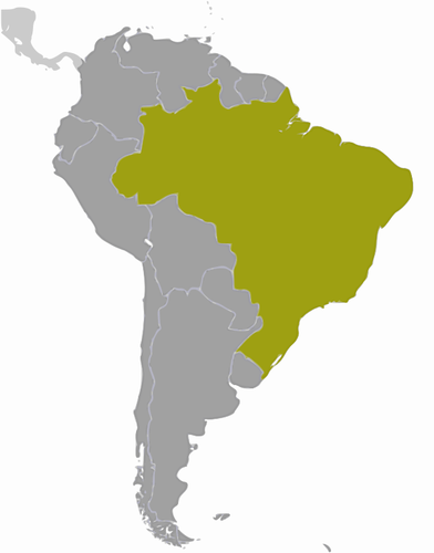 392x500 Brazil Location Map Vector Drawing