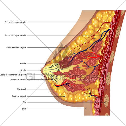 500x500 Anatomy Of The Breast Vector Gl Stock Images