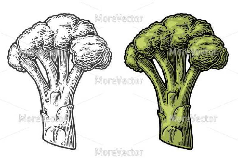 800x532 Broccoli Vector Engraving