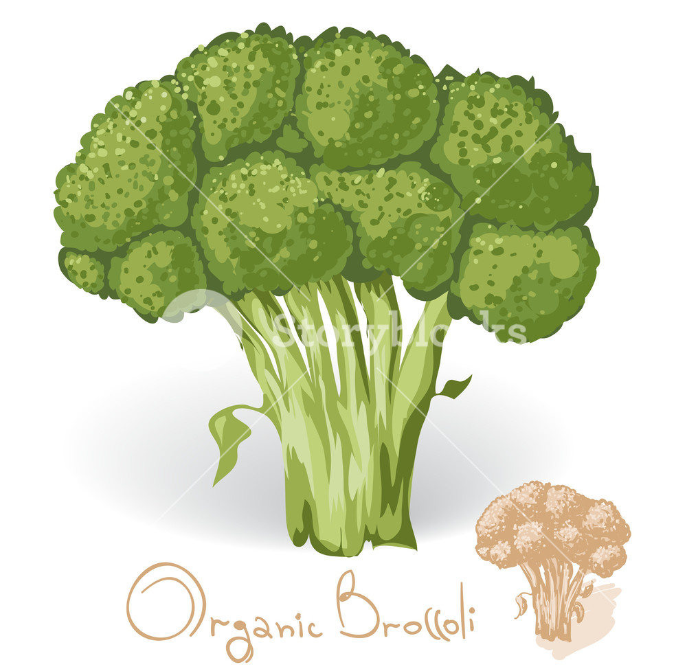 1000x974 Broccoli Vector Royalty Free Stock Image