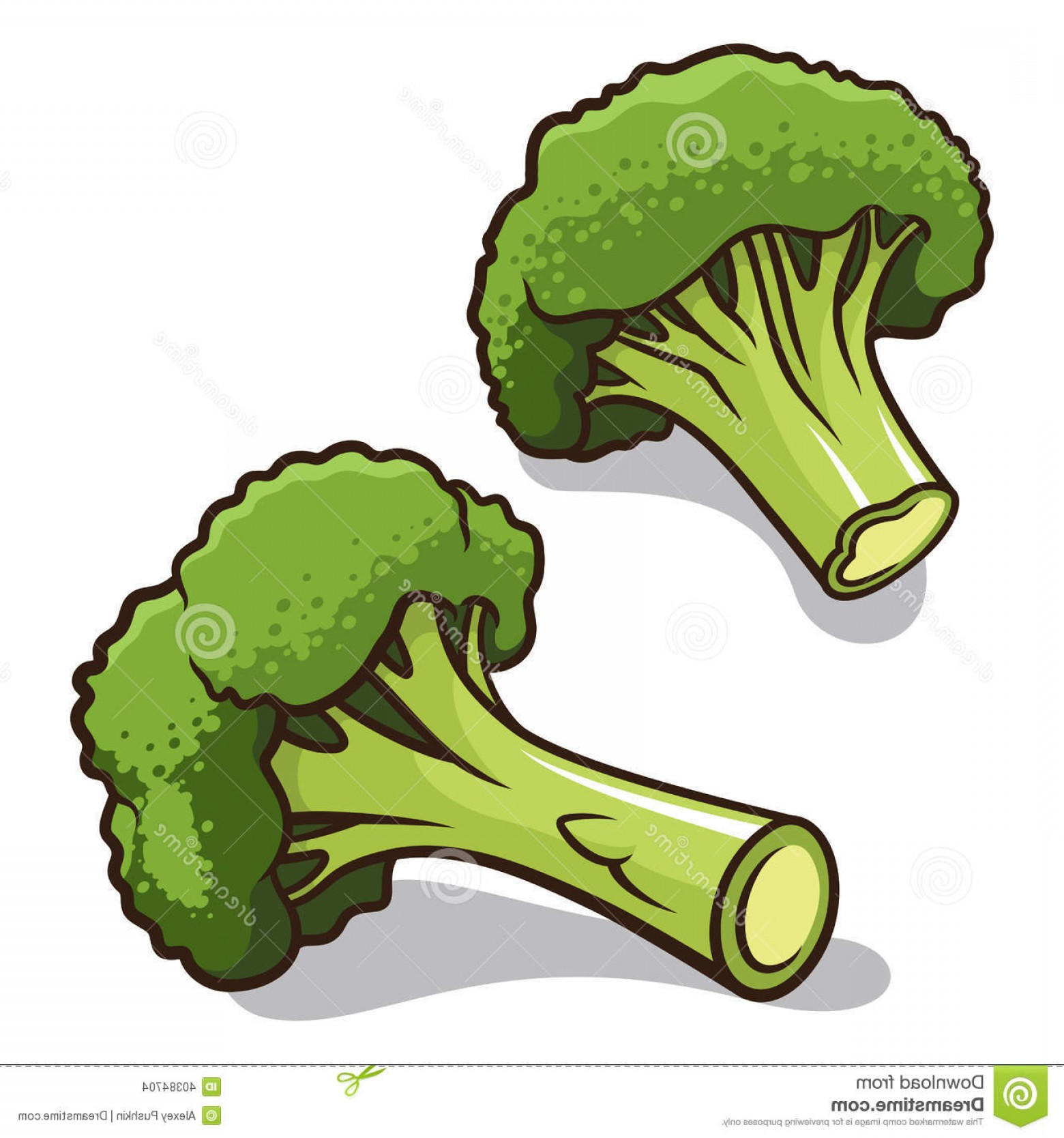 1560x1668 Stock Images Broccoli Vector Illustration Isolated White