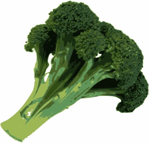 516x496 Broccoli Free Vector In Open Office Drawing