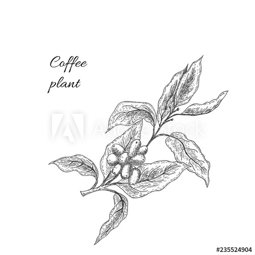 500x500 Coffee Plant With Seeds Coffee Brunch Vector