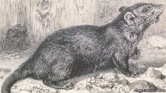 660x371 Gerbils Replace Rats' As Main Cause Of Black Death
