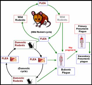 317x292 Invasion Biology Introduced Species Summary Project
