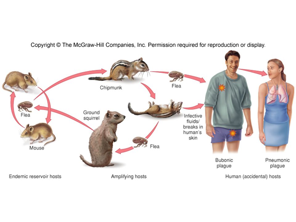960x720 Microbiology, Chapter Plague Yersinia Pestis Caused The Black