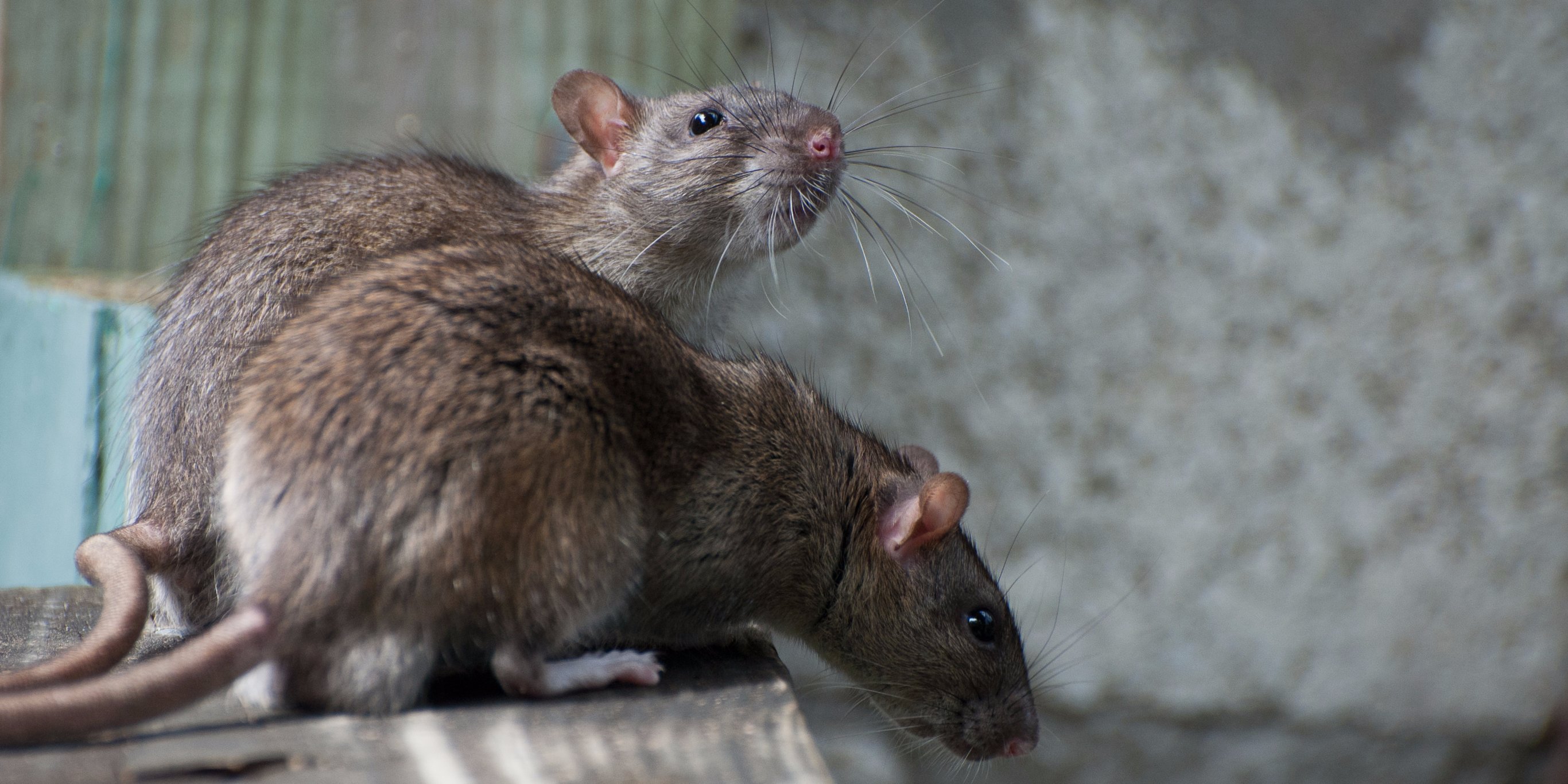 2732x1366 Plague Has Reappeared In New Mexico Here's Why It Persists