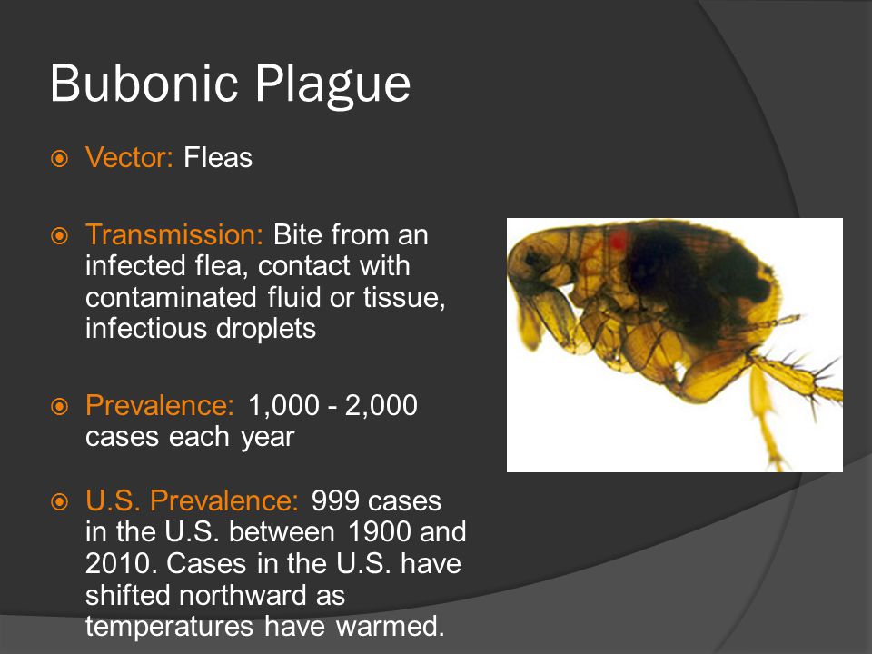 960x720 Vector Borne Water Borne Diseases