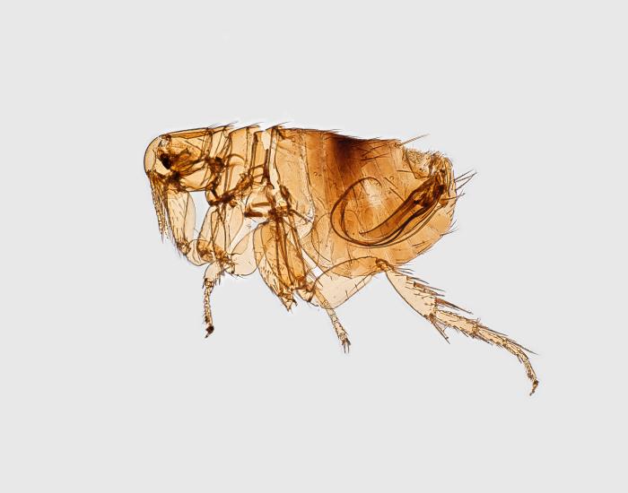 700x550 Bolivia Reports Bubonic Plague Case Of Year North Of La Paz