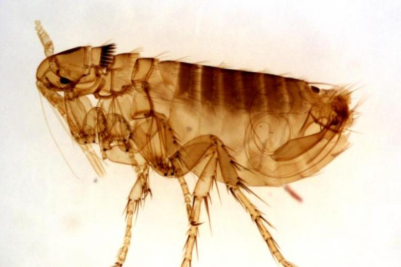820x547 Bubonic Plague In Arizona Fleas Test Positive For Deadly Yersinia