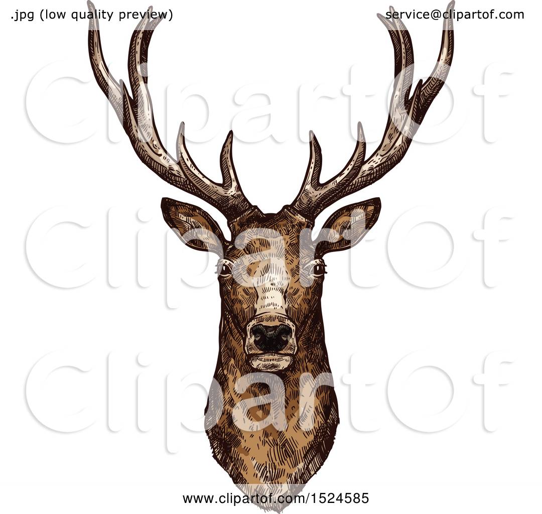 Clipart Of A Buck Deer Head In Sketched Style 1080x1024 Clipart Of A Buck Deer Head In Sketched Style
