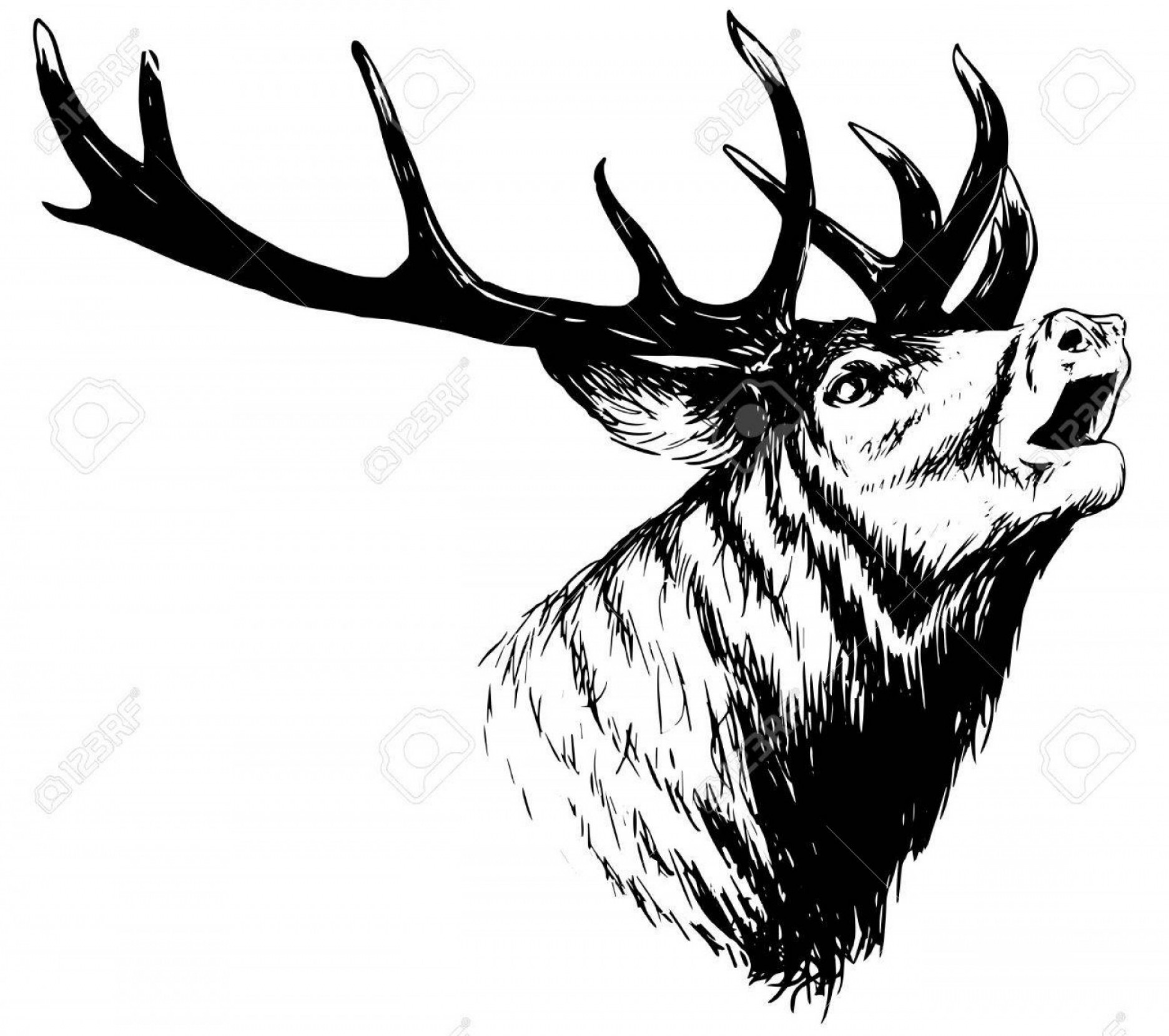 Photostock Vector Hand Drawn Image Of Big White Tail Buck Head 1872x1659 Photostock Vector Hand Drawn Image Of Big White Tail Buck Head