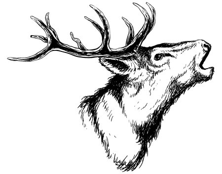 Black Silhouette Of A Deer Head And Antlers Royalty Free Vector 450x352 Black Silhouette Of A Deer Head And Antlers Royalty Free Vector