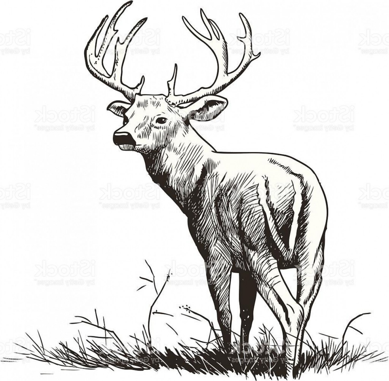Unique Whitetail Deer Illustration Vector Photos Hoodamathrun 1473x1442 Unique Whitetail Deer Illustration Vector Photos Hoodamathrun