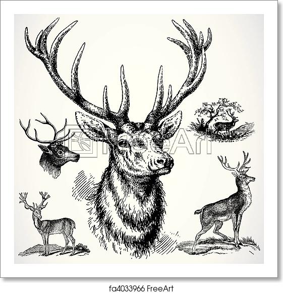 561x581 Free Art Print Of Vector Buck Deer Detailed Illustrations, Easy