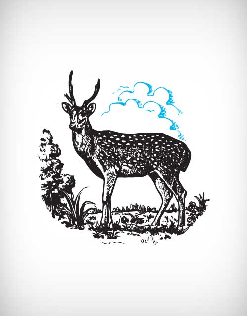 500x639 Deer Vector