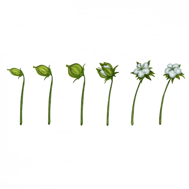 626x626 Bud Vectors, Photos And Free Download