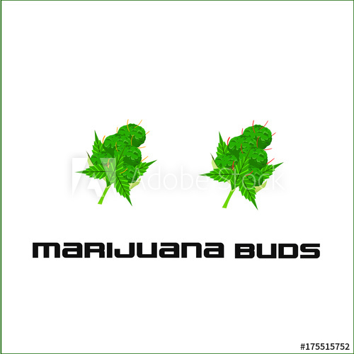 500x500 Marijuana Buds Vector Illustrated