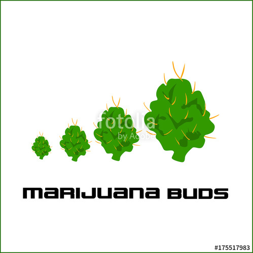 499x500 Marijuana Vector Buds Set Stock Image And Royalty Free Vector