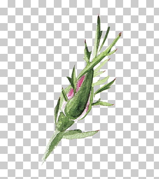 Bud Vector