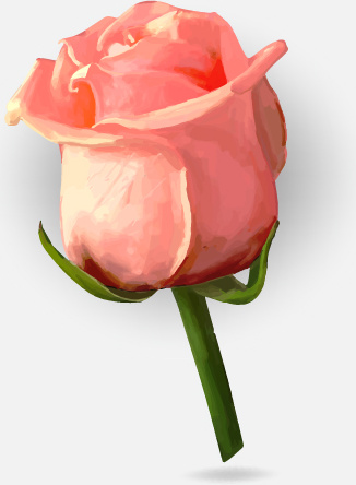 326x444 Drawing Rose Bud Vector Free Vector In Encapsulated Postscript