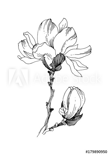 354x500 Flawored Magnolia