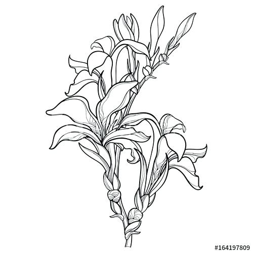 500x500 Lily Outline Vector Branch With Outline Lily Or Flower Bunch