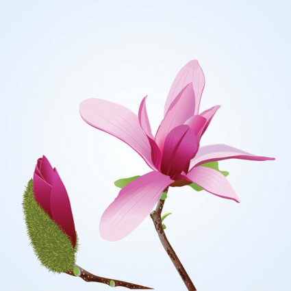 425x425 Abstract Pink Magnolia Flower And Bud Vector Flower Illustration