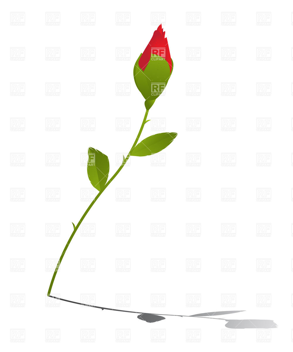 1000x1200 Red Rose Bud Vector Image Of Plants And Animals Lirch